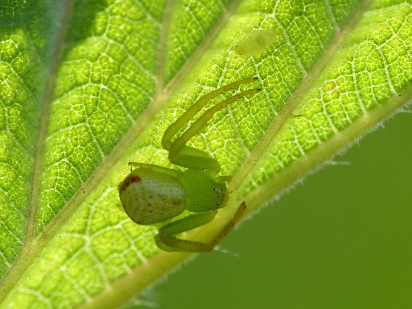 Carrellata di Ebrechtella tricuspidata - Roma